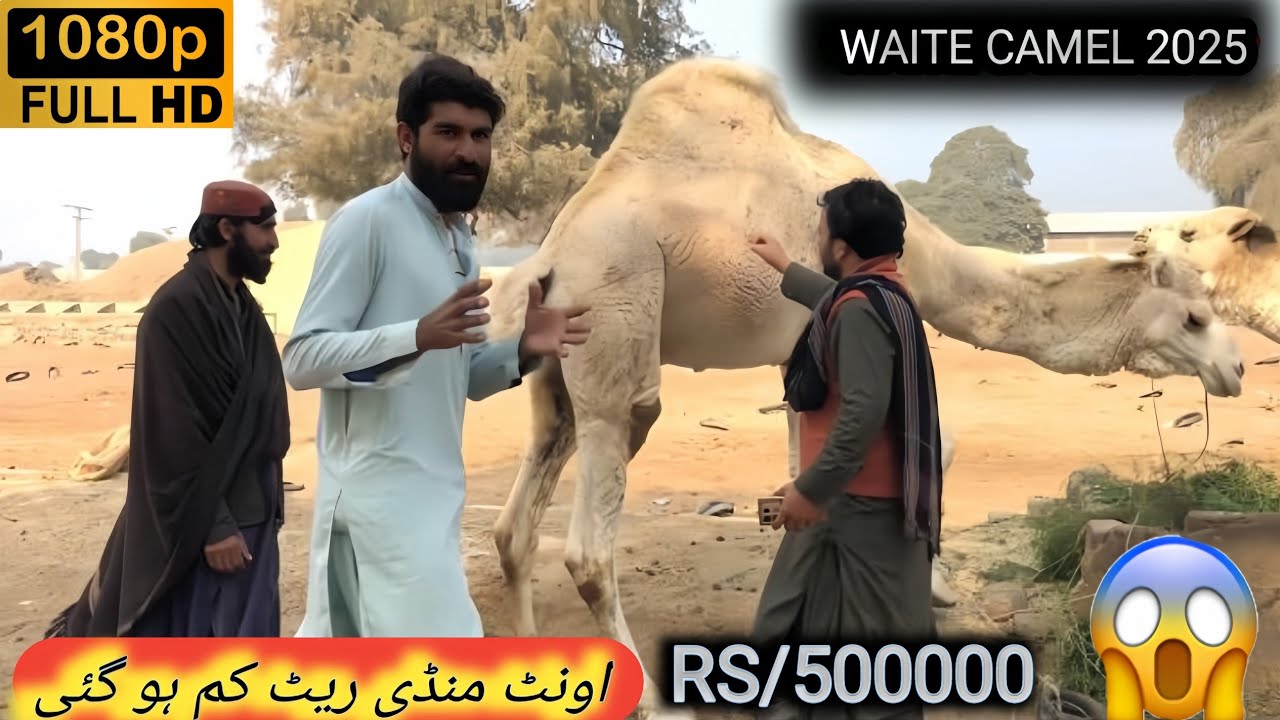 Why the 2025 Mandi Camel Purchase is a BIG DEAL