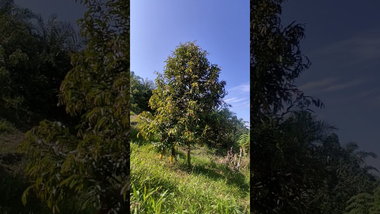 Pohon Durian Bawor #bertani #indonesia #durian #fyp #npk #petanimuda