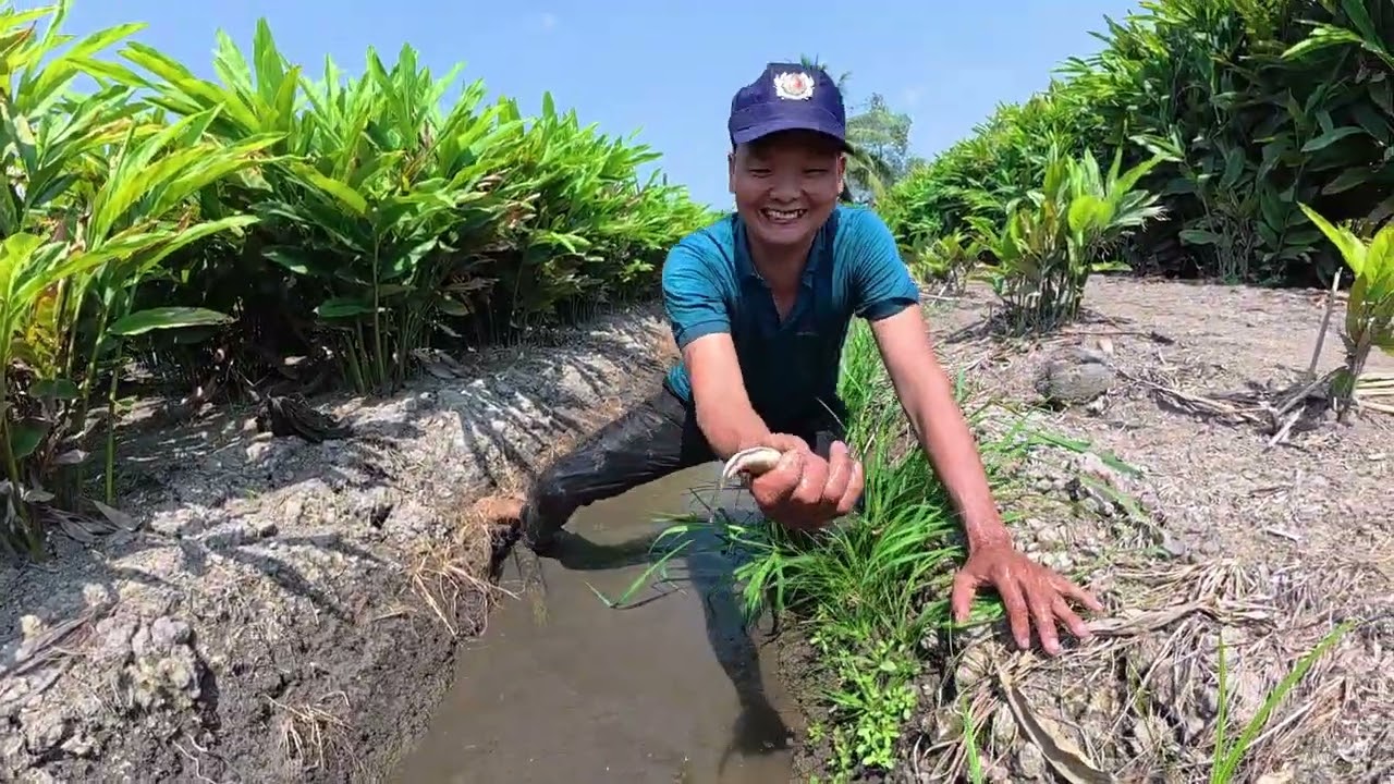 Bắt cá cạn trong mương. Đi qua đám chanh bỏ hoang. Rất thú vị 🙂nghiatv68 