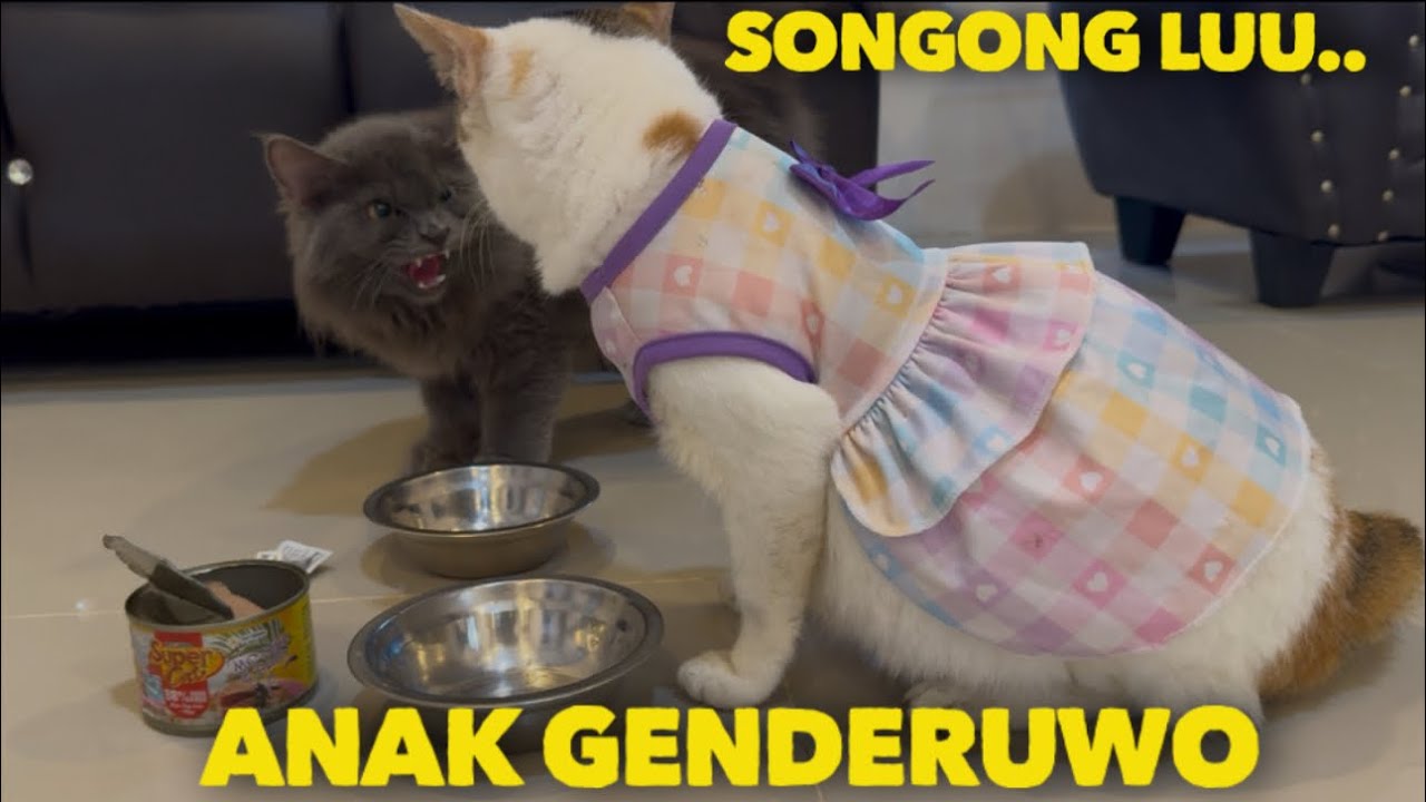 ANAK KUCING PERSIA LUCU TAPI GALAK KETEMU NYONYA PIKA
