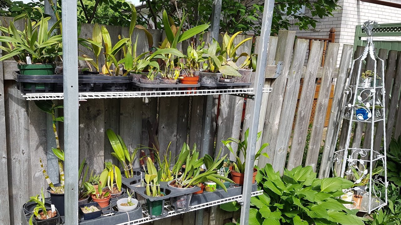 兰花夏天室外生长环境