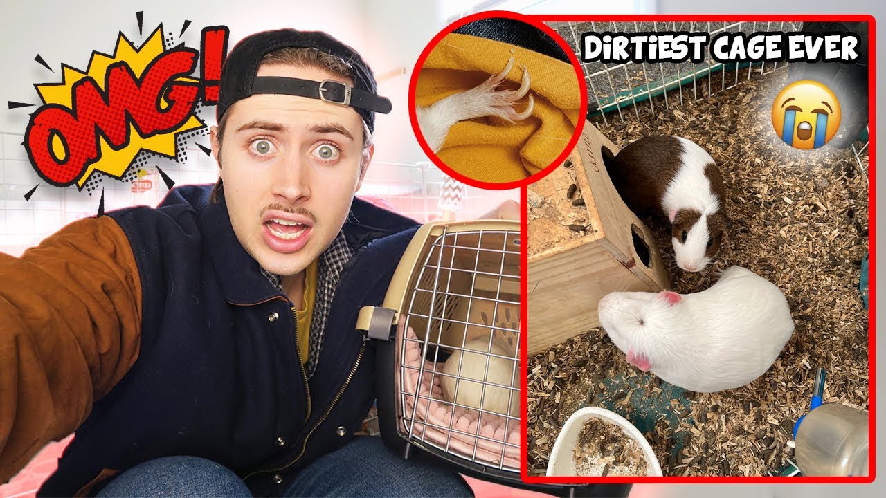 Спасение морских свинок на Craigslist🚨 ГРЯЗНО🤢🦠