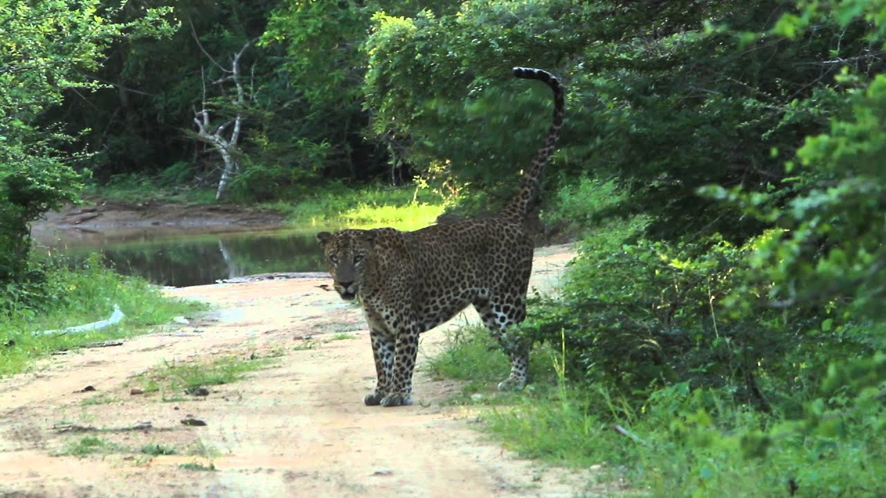Leopard Sighting in Yala 11th December 2014 with Noel Rodrigo