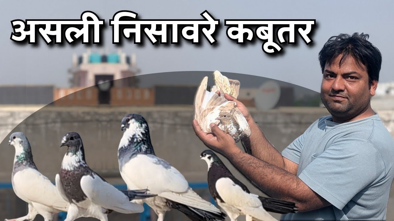 Kaushal Bhai Ke Loft Mein Shandar Nisawre Kabootar | Best Quality Breeds | The Home Sanctuary