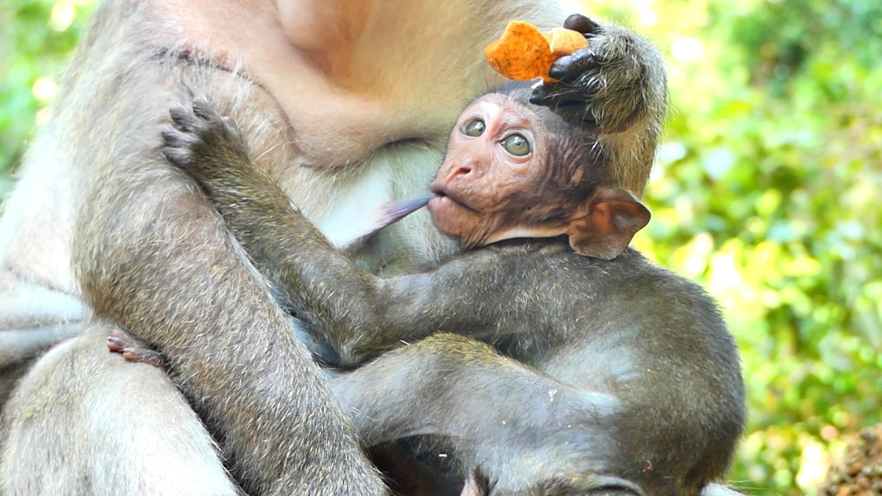 Do you Believe that Kid try to call for milk from Mom ! wildlife , amber group