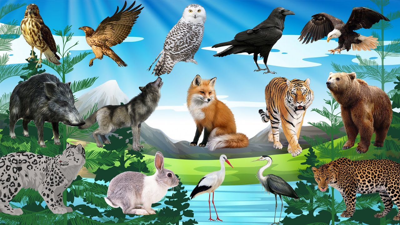 Bustling Russian Animals and Birds sounds: Bear, Wolf, Fox, Amur Tiger, Wild Boar, Lynx, Moose ets.