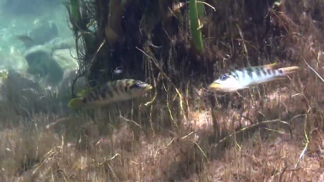Wave habitat of lake Tanganyika.