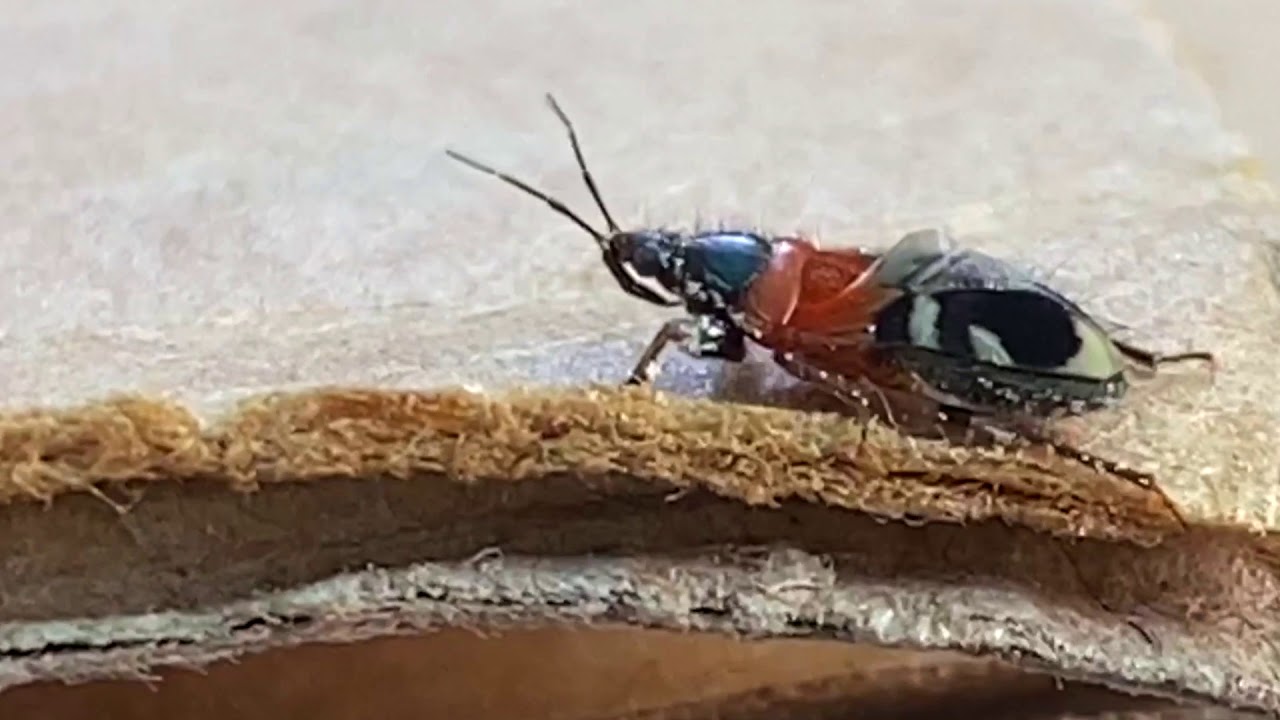 Damsel Bug | clip#182 | AnnLazaro