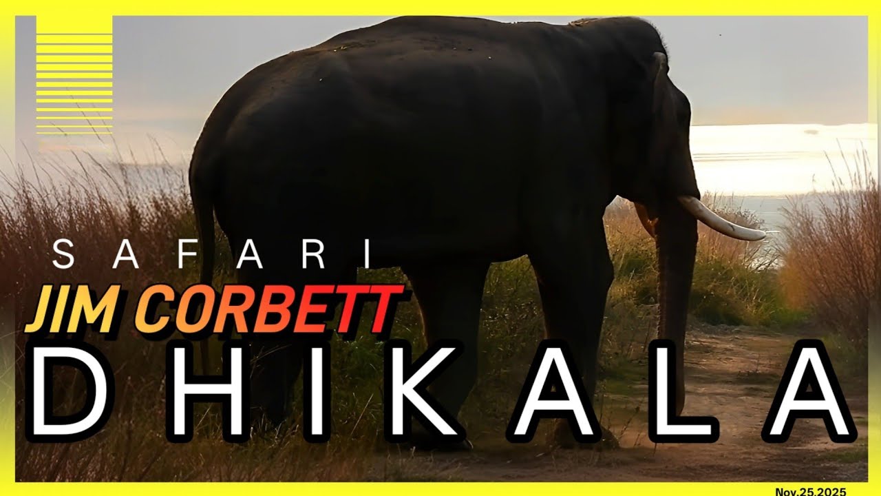 Dhikala A Musical Wildlife Safari |Jim Corbett | #dhikala #wildlife #jimin 