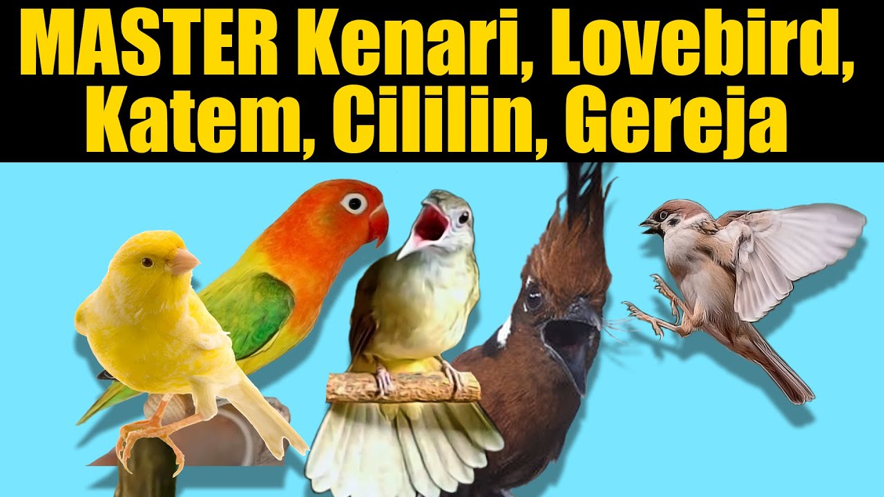 MASTER KENARI LOVEBIRD KATEM CILILIN GEREJA