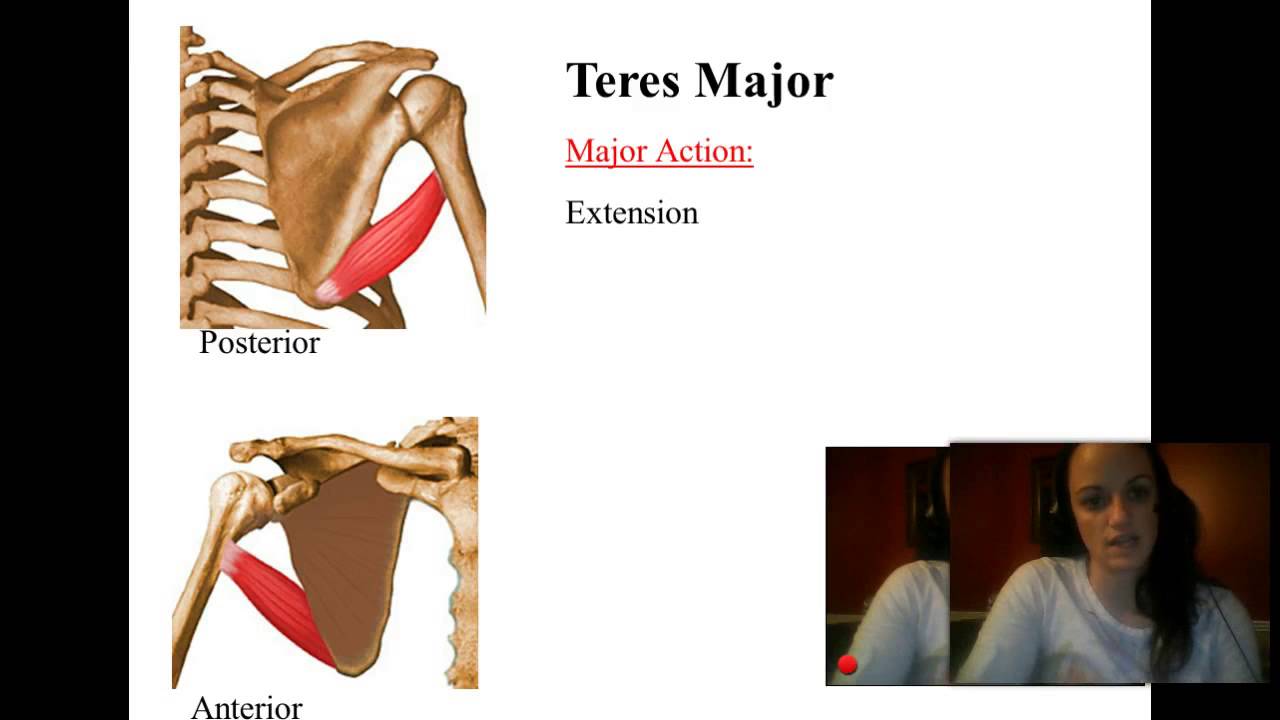 Muscles that Move the Humerus