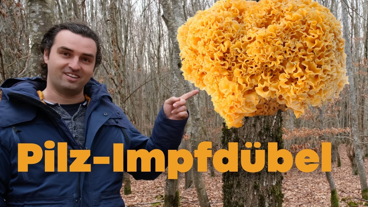 Pilzdübel - der große Sortenüberblick. Pilze auf Baumstämmen anbauen - www.edelpilze.de