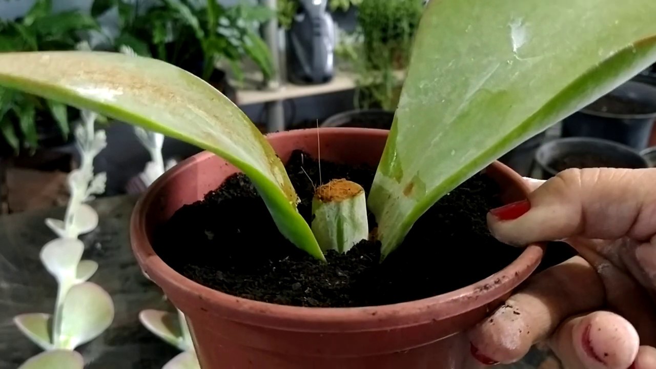Como fazer Mudas Fácil com as Hastes Florais da kalanchoe Orelha de Elefante