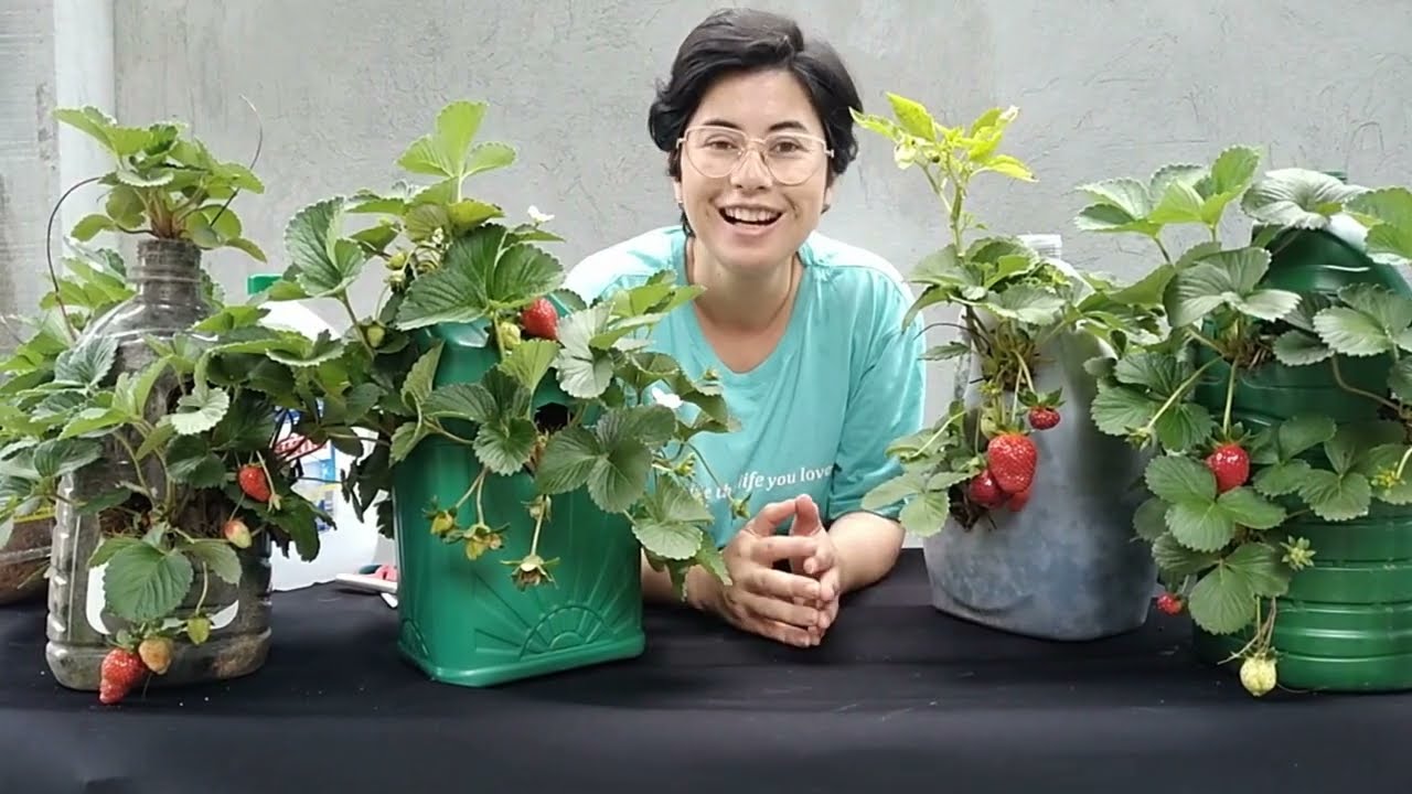 Garrafão de PET: a solução perfeita para cultivar morangos  em pequenos espaços.Como plantar morango