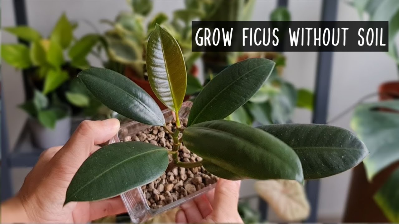 Transplant Ficus Elastica from soil to pumice | Day 1 to Day 42 update