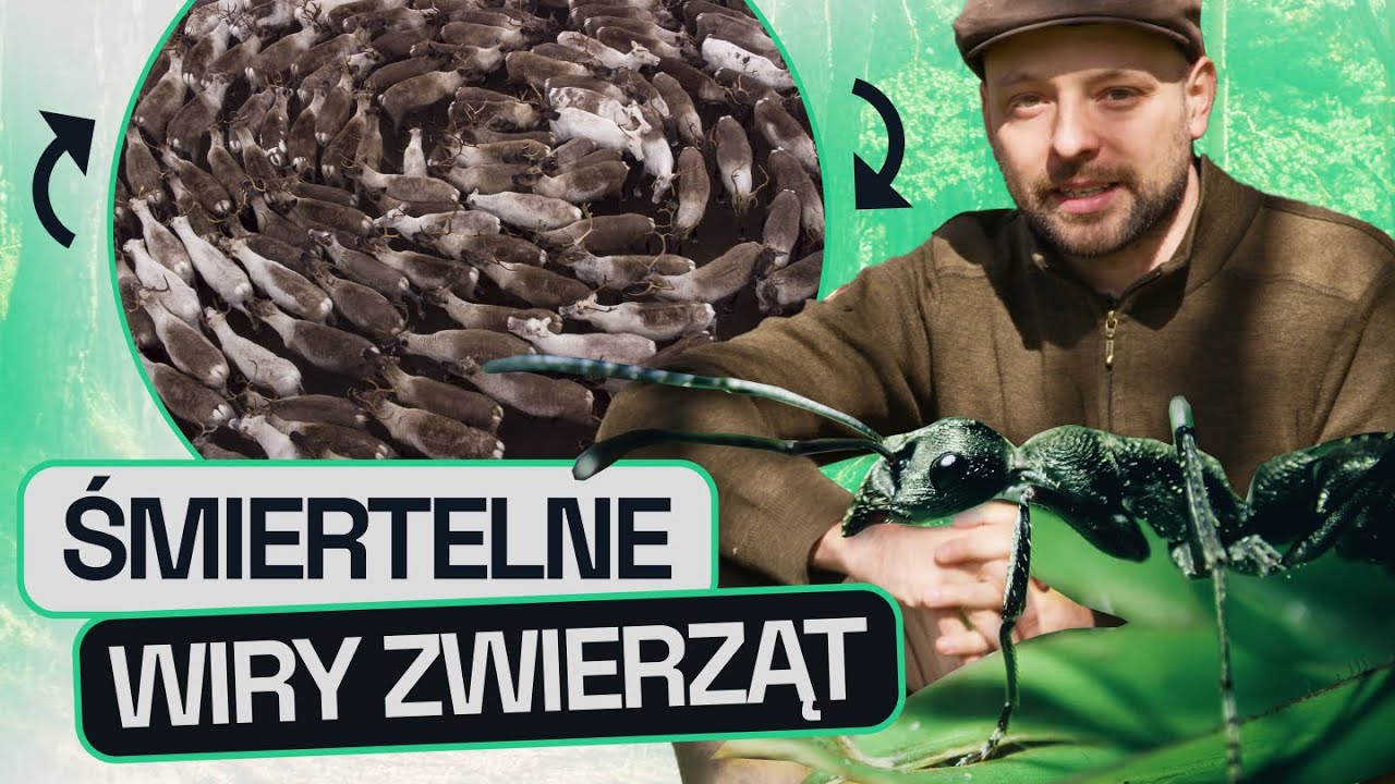 FEROMONOWE OSZUSTWA: MOSTY Z MR&Oacute;WEK, PLEŃ - WIELOGŁOWY WĄŻ, KT&Oacute;RY STRASZYŁ LUDZI | GATUNEK ZERO #11