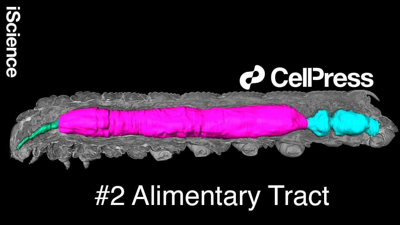Micro CT Imaging of the Tobacco Hornworm Caterpillar : General Anatomy of the Alimentary Tract