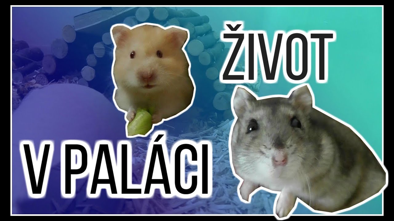 Život v pal&aacute;ci #11 | Dinner time