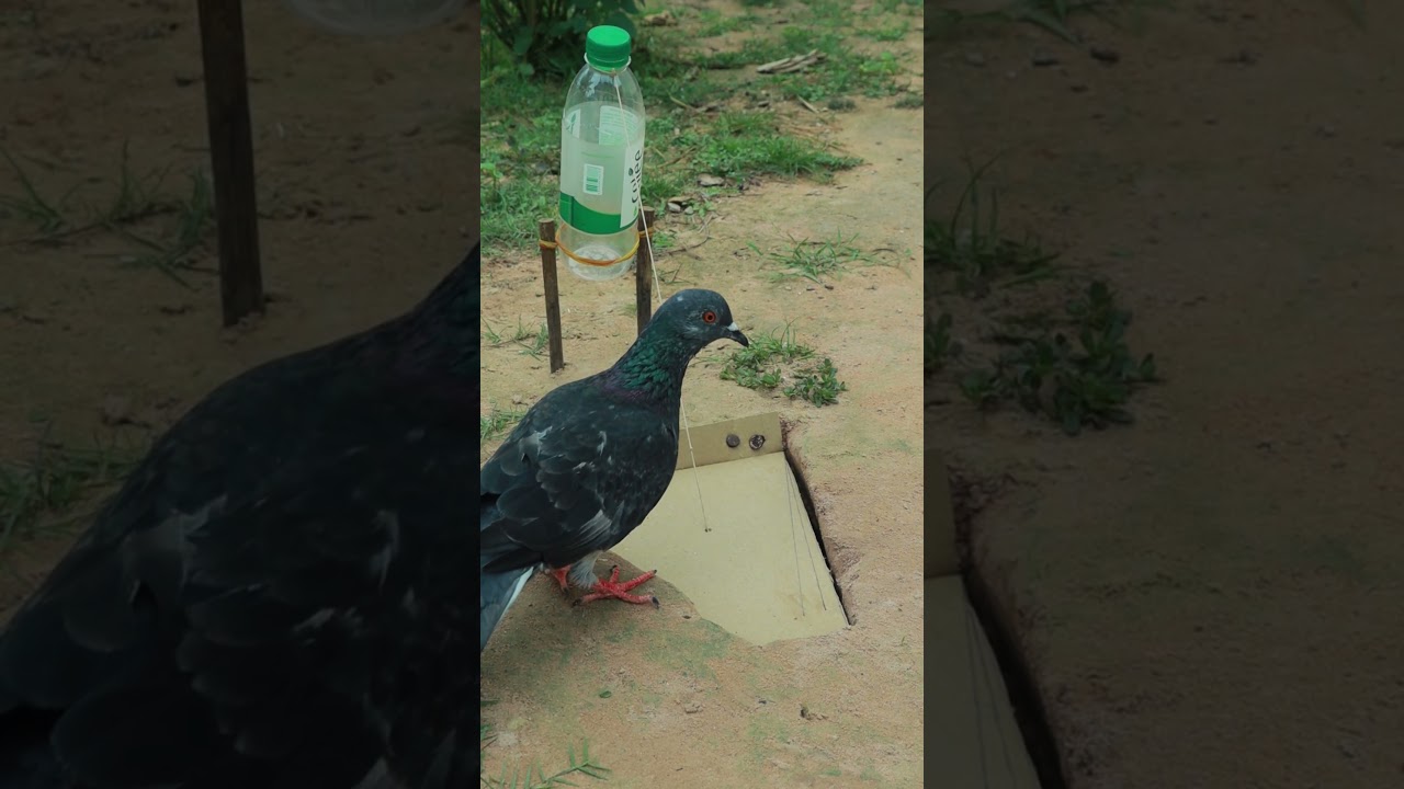 Easy Bird Trap - DIY Pigeon Traps #shorts
