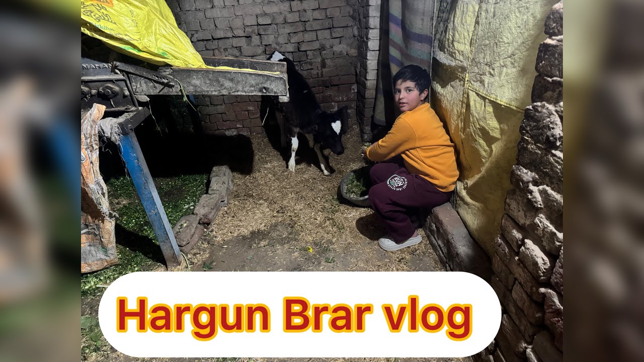 Hargun Brar  8th vlog 2M 
