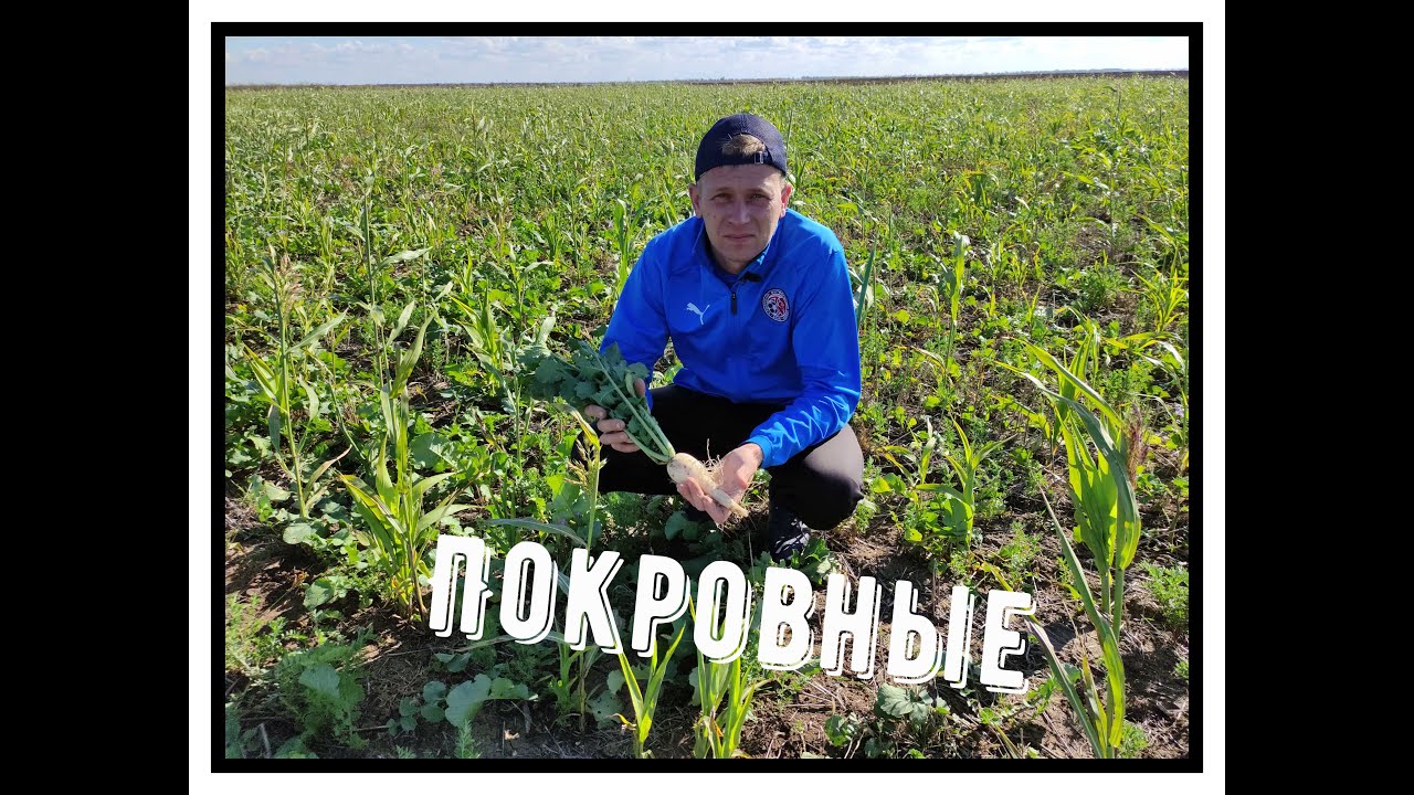 Покровные культуры, отчет за 2022 год