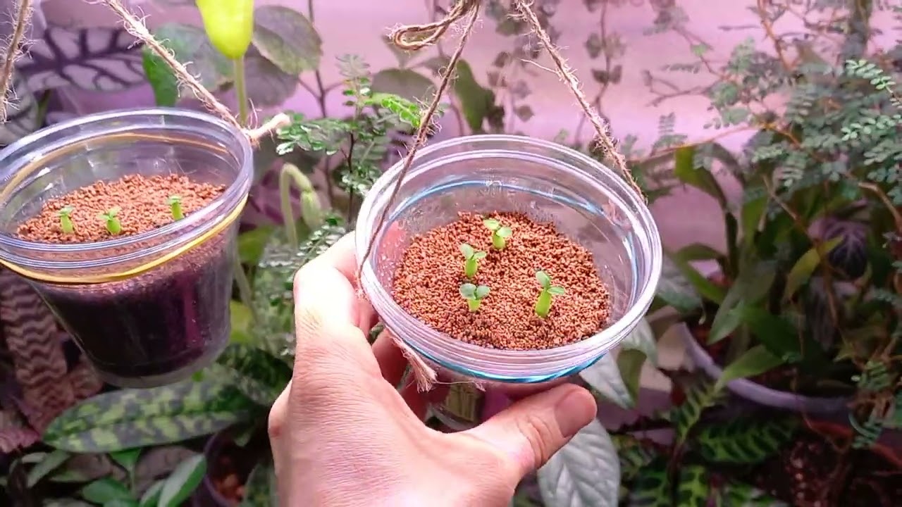 Пахиподиумы Суккулентум и Биспинозум из семян