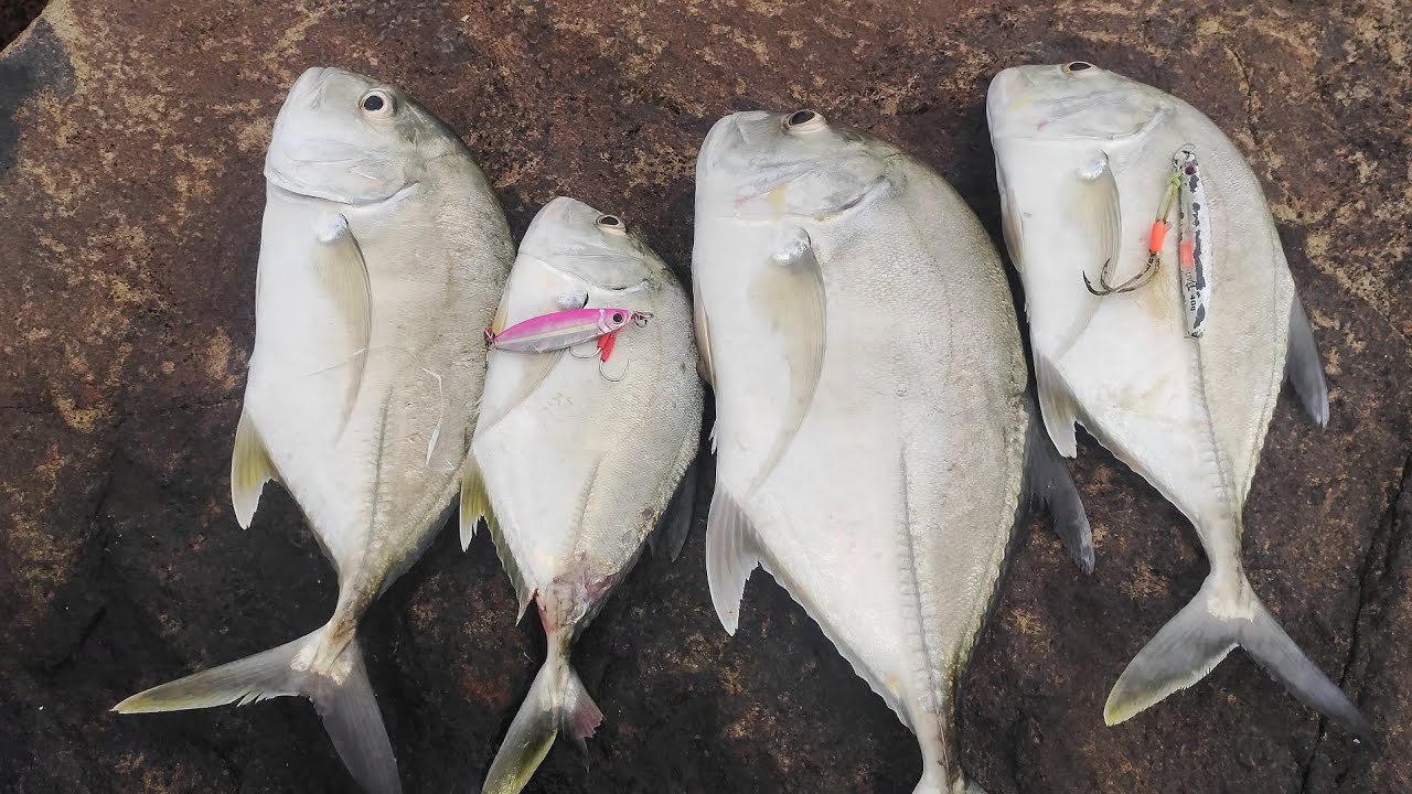 Weekend fishing was fun.we have landed some good fishes,jigpara did the job for me.