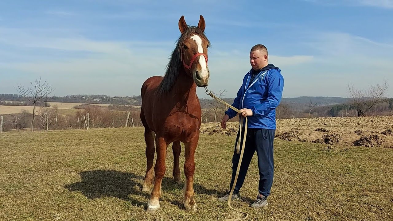 🥁🔔Перша красуня лошичка🌺 по Добрині і гарна крупна лошиця на продаж💪💯💣👍💰