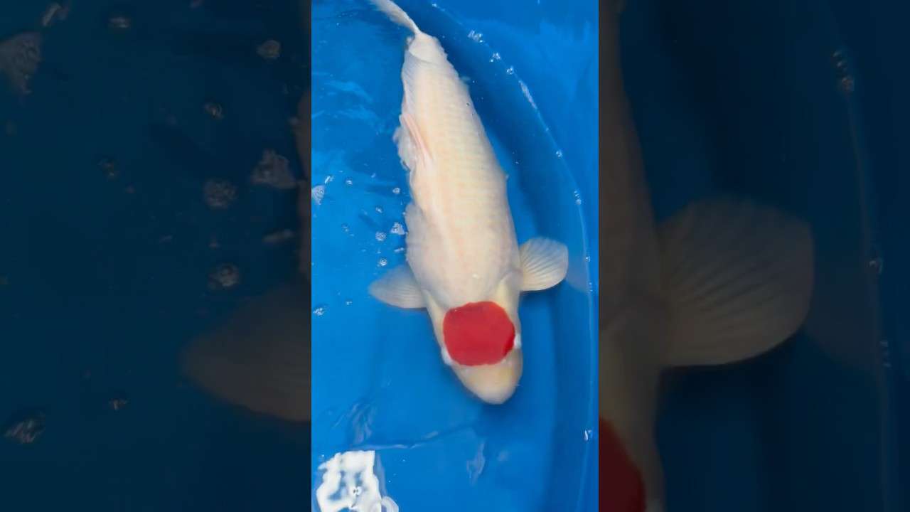DAINICHI TANCHO 🔴 #koi #japanesekoi #koifish #fish #japan #dainichi