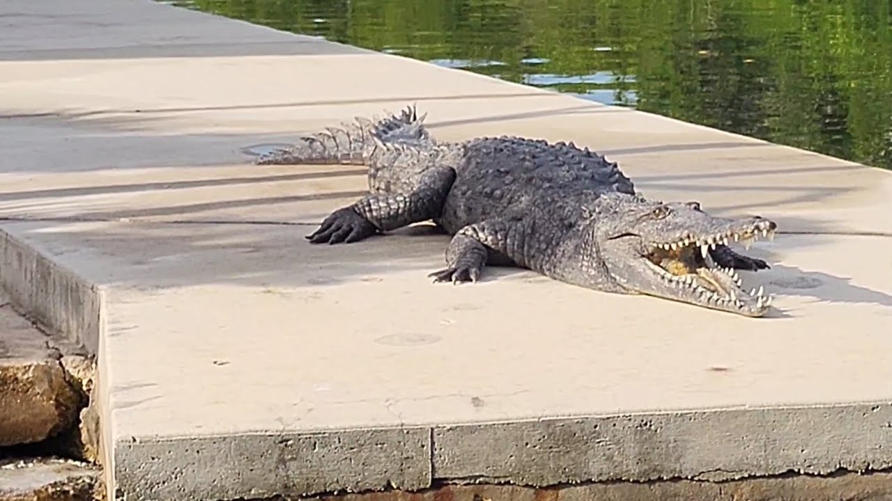 Florida's truly wild &ndash; unexpected guest.