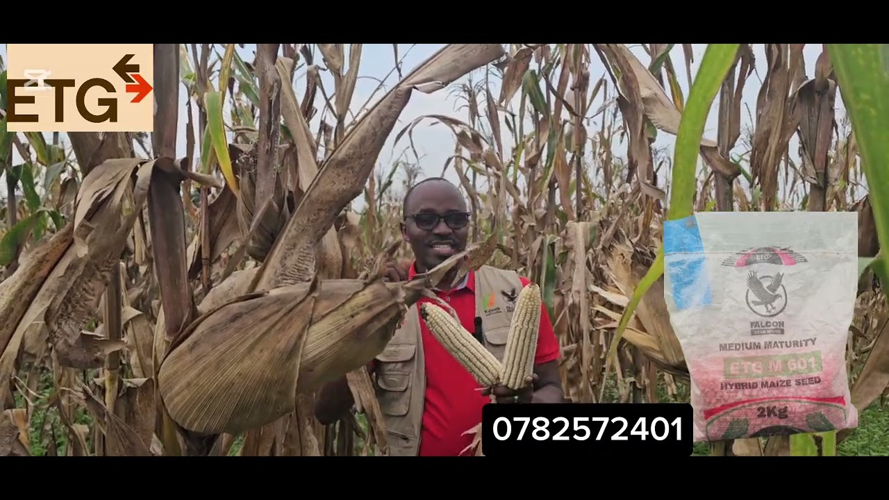 ETG M601 Hybrid maize seed
