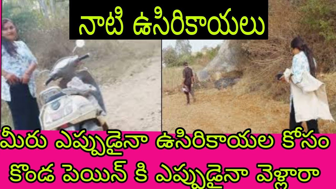 కొండపైన ఉసిరికాయలు కోసం మేం పడ్డ కష్టాలు Amla health benefit