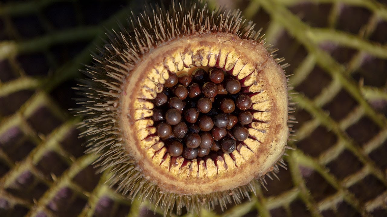 Science Series: Seed Science