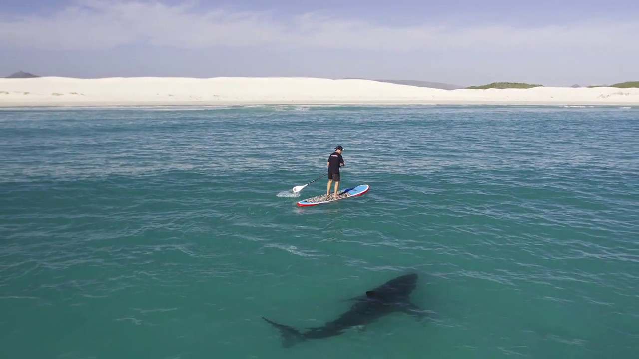 In Touch with Sharks with Chris Fallows  - Episode 1