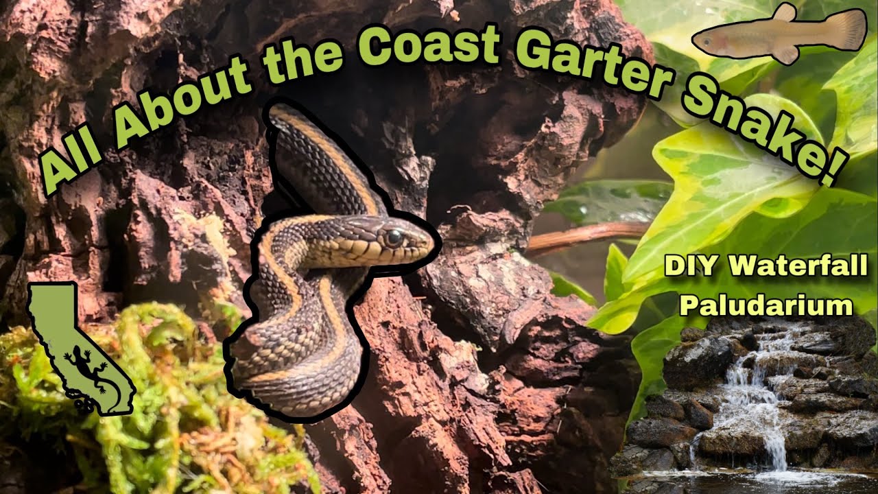 Meet the Coast Garter Snake: A California endemic | DIY Waterfall Paludarium build!