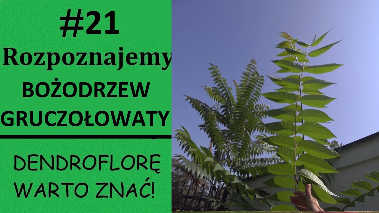 Rozpoznajemy BOŻODRZEW GRUCZOŁOWATY