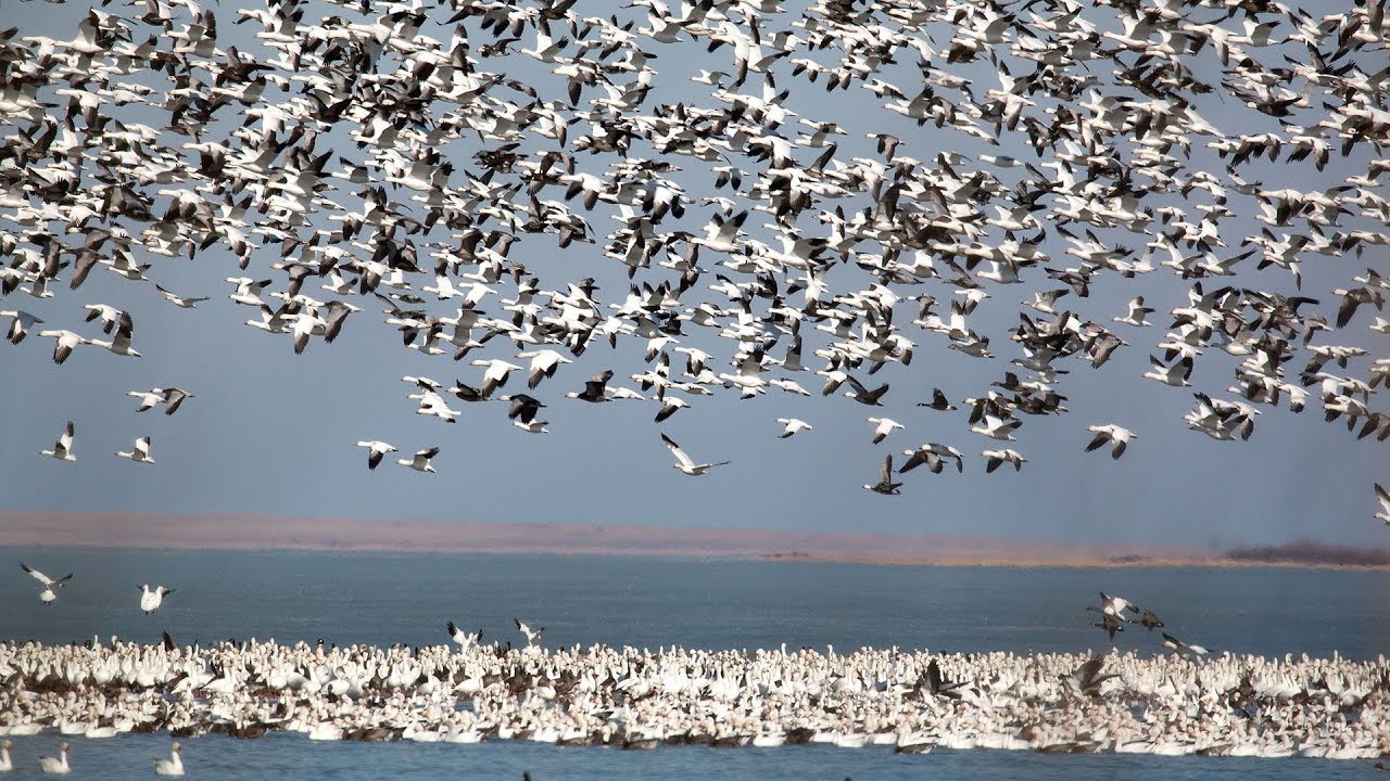 Spring Light Goose Conservation Order Preview - NDGNF