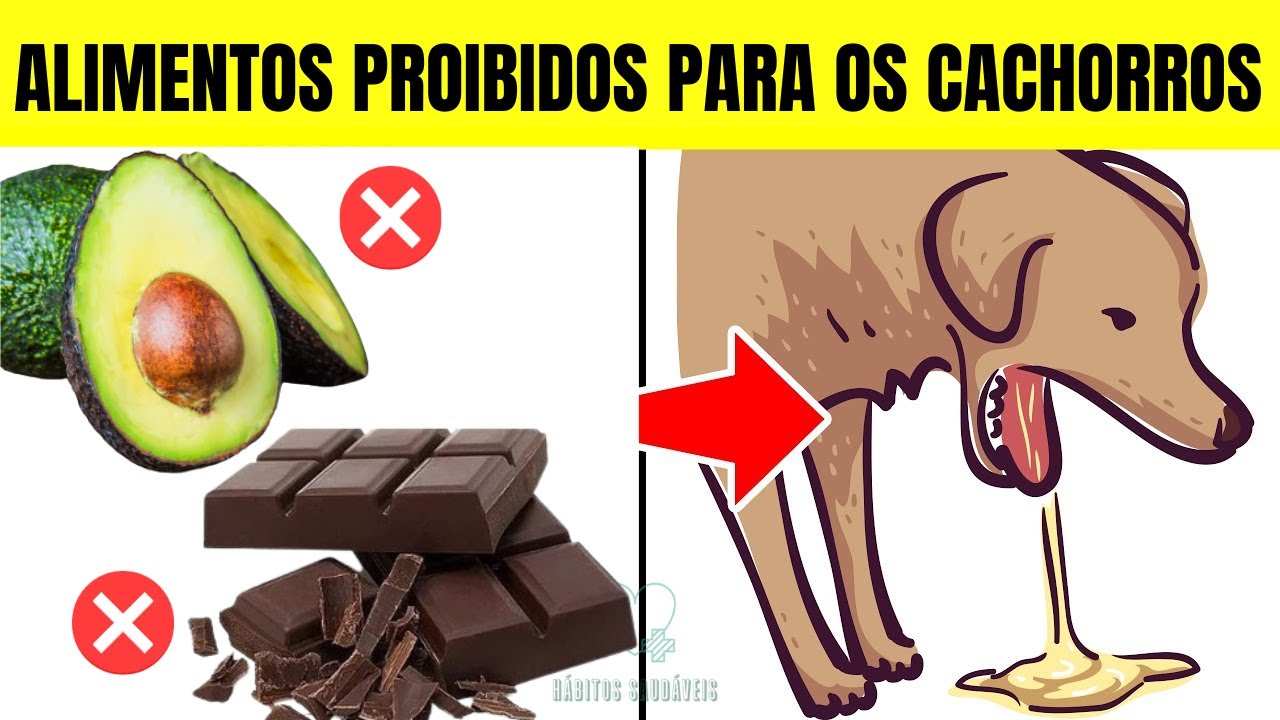 10 ALIMENTOS QUE SEU CACHORRO N&Atilde;O PODE COMER JAMAIS
