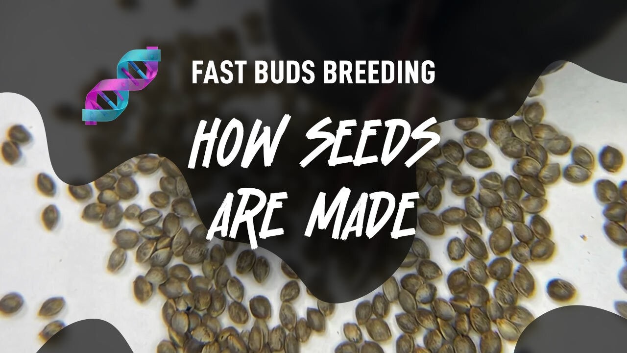 How Cannabis Seeds are harvested | Behind the Scenes of Fast Buds