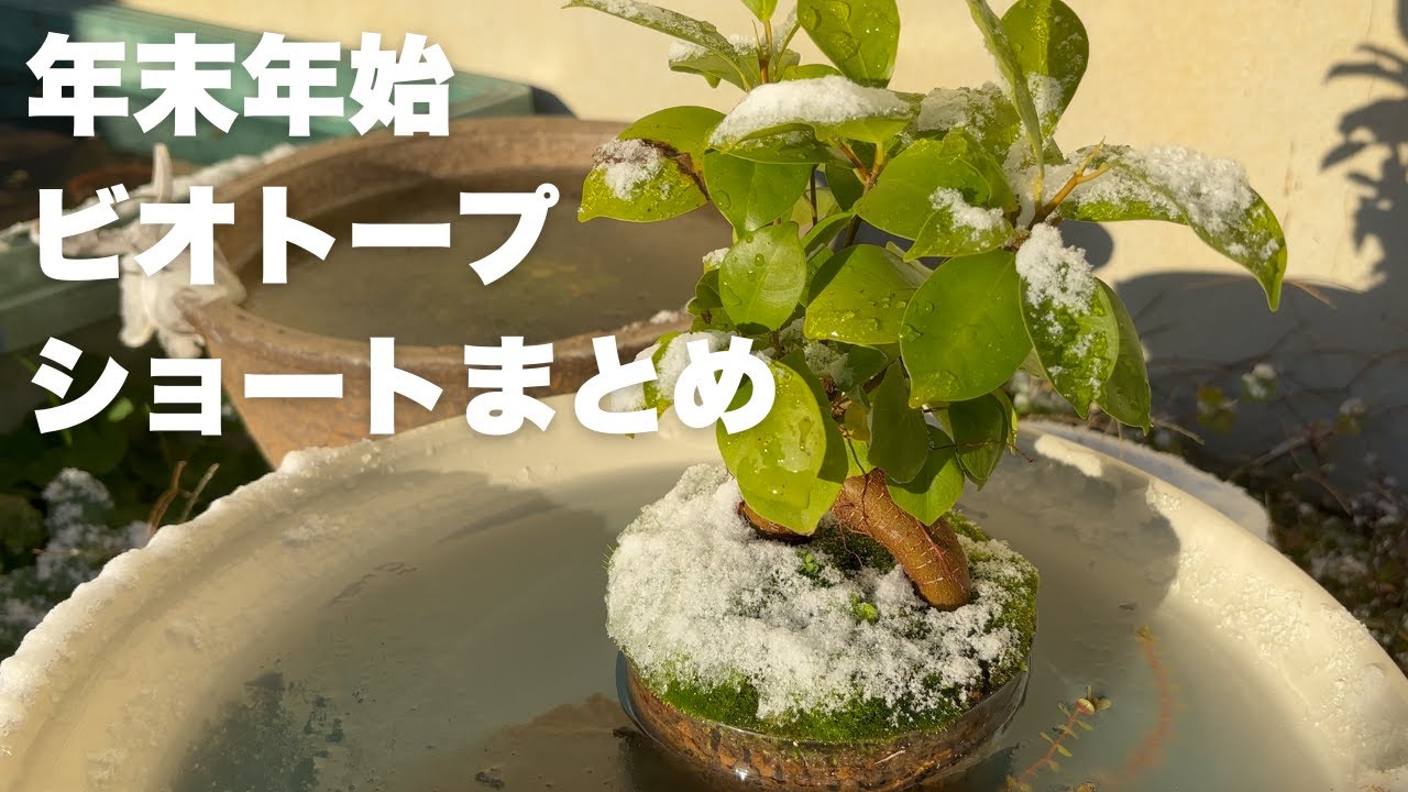 年末年始ショートまとめ｜メダカビオトープ