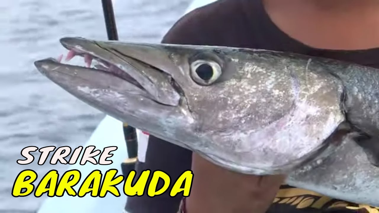 Serunya Battle Mancing Di Perairan Bali | MANCING MANIA STRIKE BACK (10/12/23) Part 1