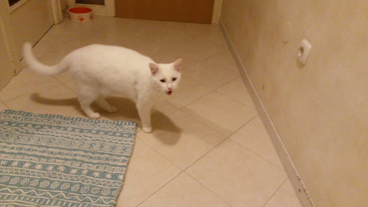 Tajči