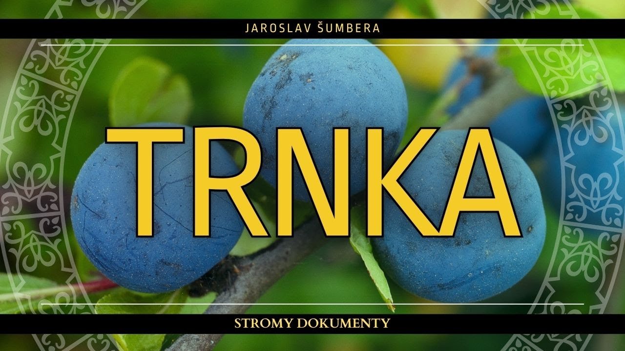 TRNKA - Keř d&eacute;monů i andělů | Biologie, l&eacute;čitelstv&iacute;, mytologie