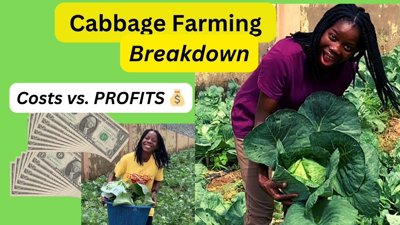 Cabbage Cash Flow: Breaking Down Costs vs. MAXIMIZING PROFITS | The profit I made on my cabbage farm
