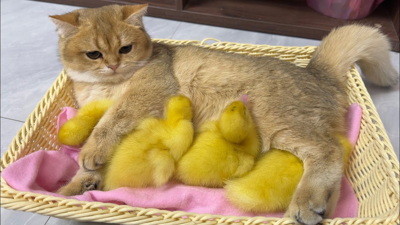 The duckling finally found its mother!The kitten is the duckling's mother cute and interestinganimal