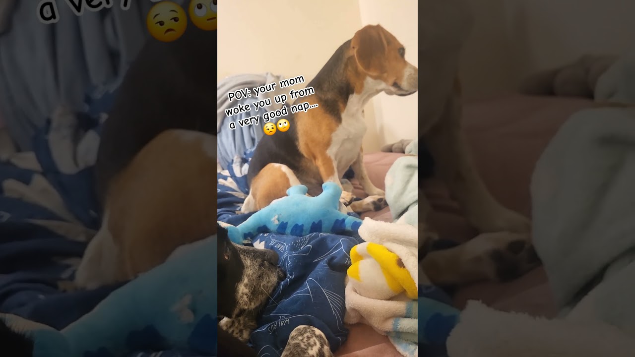 #puppy