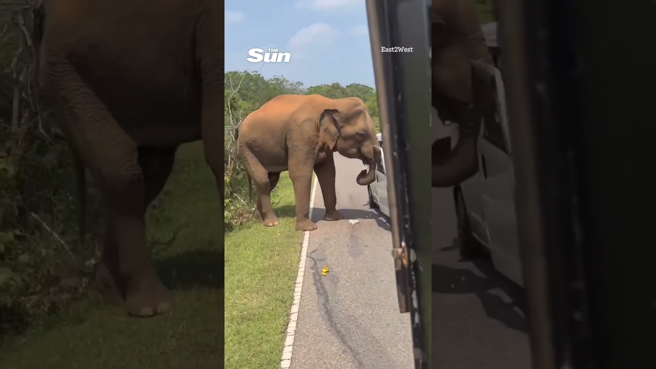 Horror moment elephant attacks tourist van and rips door off
