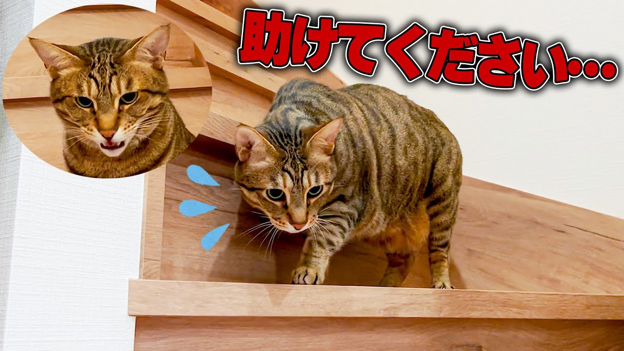 【異変】猫が急に階段を降りられなくなってしまいました…