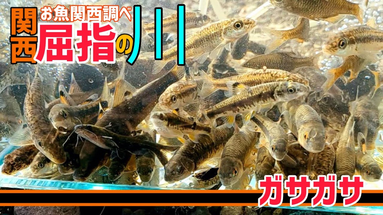 関西屈指の川でガサガサ！
