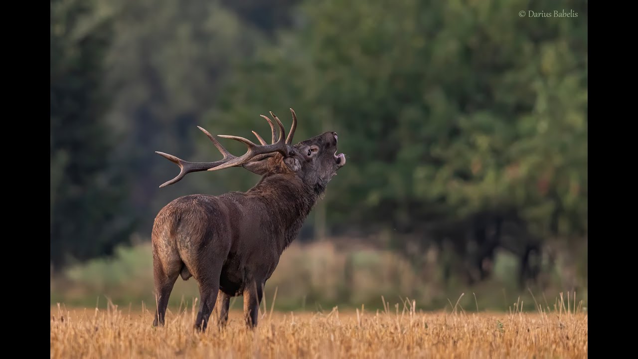 T. elniai (Cervus elaphus)